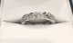 ring.jpg