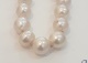 57203pearln.jpg
